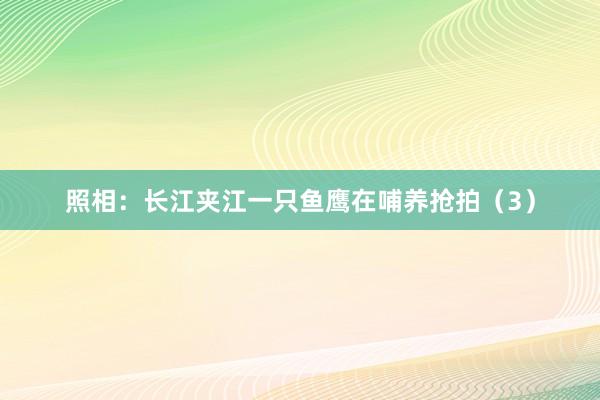 照相：长江夹江一只鱼鹰在哺养抢拍（3）